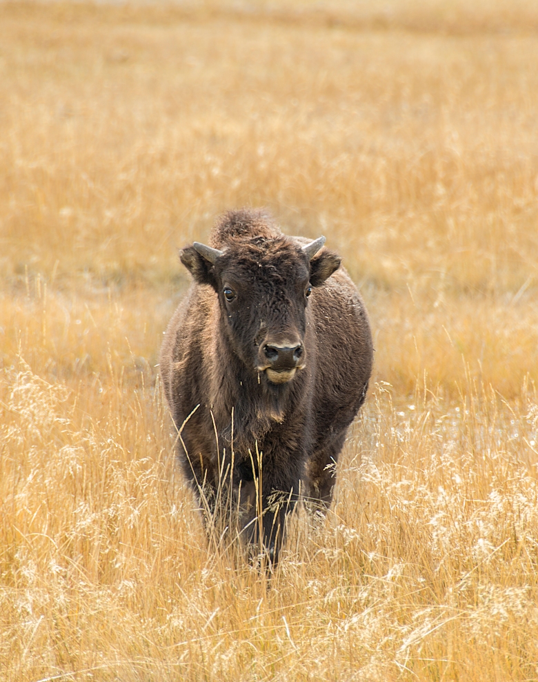 baby bison-Edit